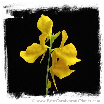 Utricularia cornuta
